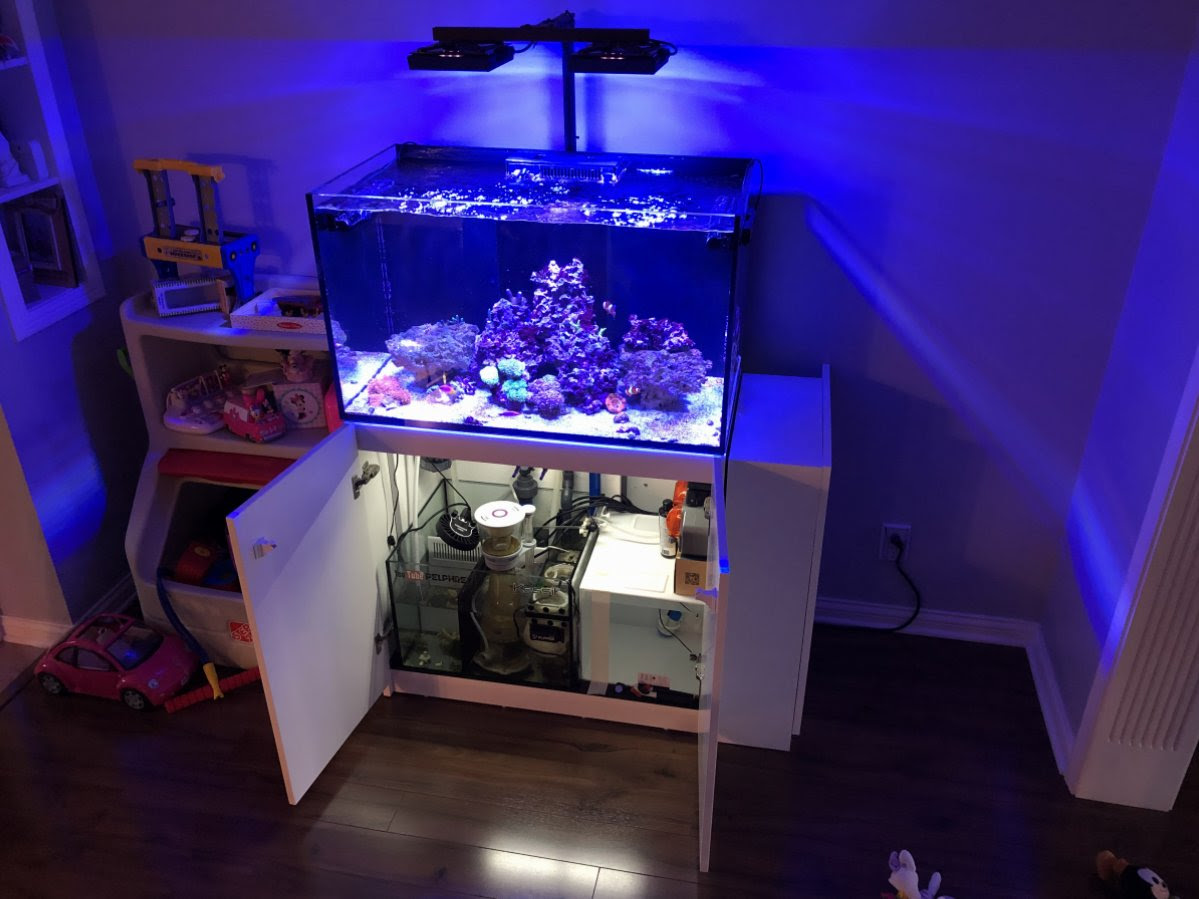 Reef2reef Full Build Thread Click R2r Image To View Thread Tank Red Sea Reefer 250 White 65 Gallon Total Volume Two Ecotech Radion Gen4 Xr15 S Crystal Reef Rsr250 Replacement Sump Crystal Reef G6 6 Gallon Ato 40 Pounds Of Carib