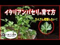 パセリ 挿し木 できる 225799-パセリ は 挿し木 できる か