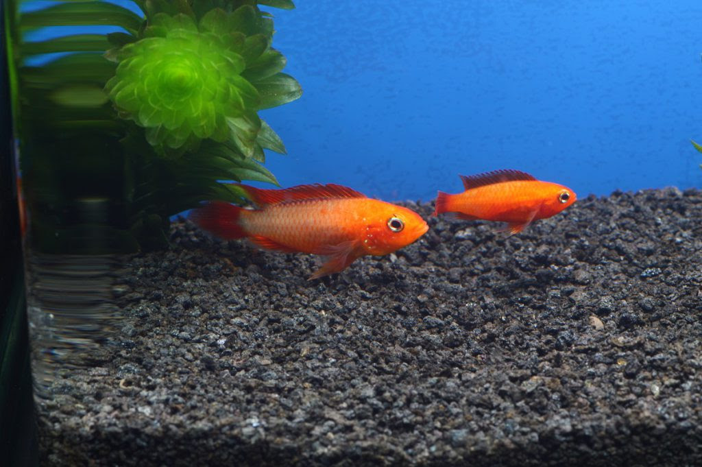 子育てする アピストグラマを飼ってみよう 熱帯魚 アクアリウム情報マガジン