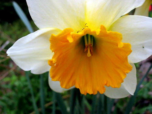 beautiful flowers pictures
