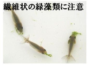 らんちゅう専門 伊東養魚場 稚魚育成の基本