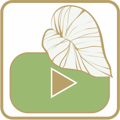 ”youtube”