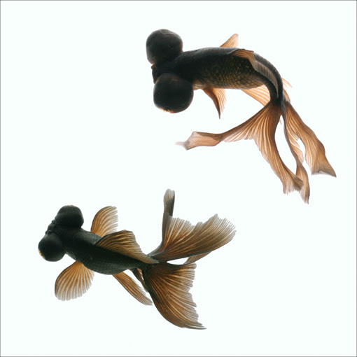 2 ページ目 暑中見舞いや夏にぴったり 涼し気な金魚の画像をご紹介します