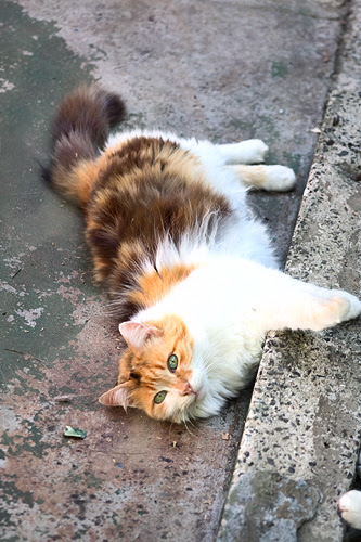Charming Neena
