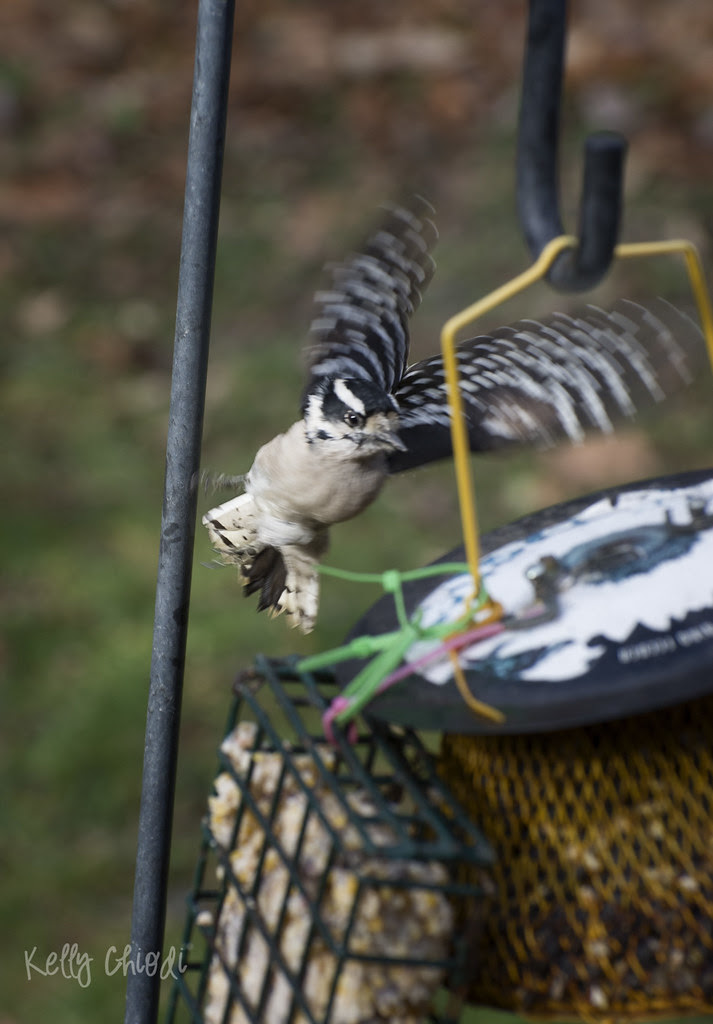 downy landing on feeder WM