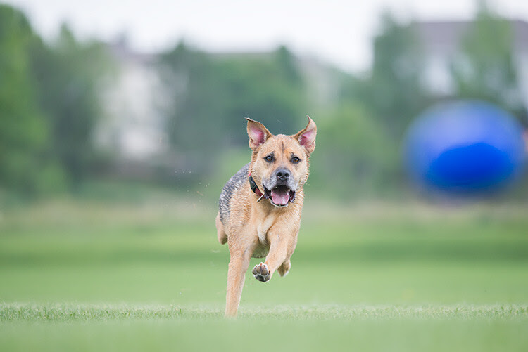 How to Take Better Action Photos of Dogs