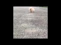コンプリート！ かわいい画像 犬 193610-犬山紙子 かわいい画像