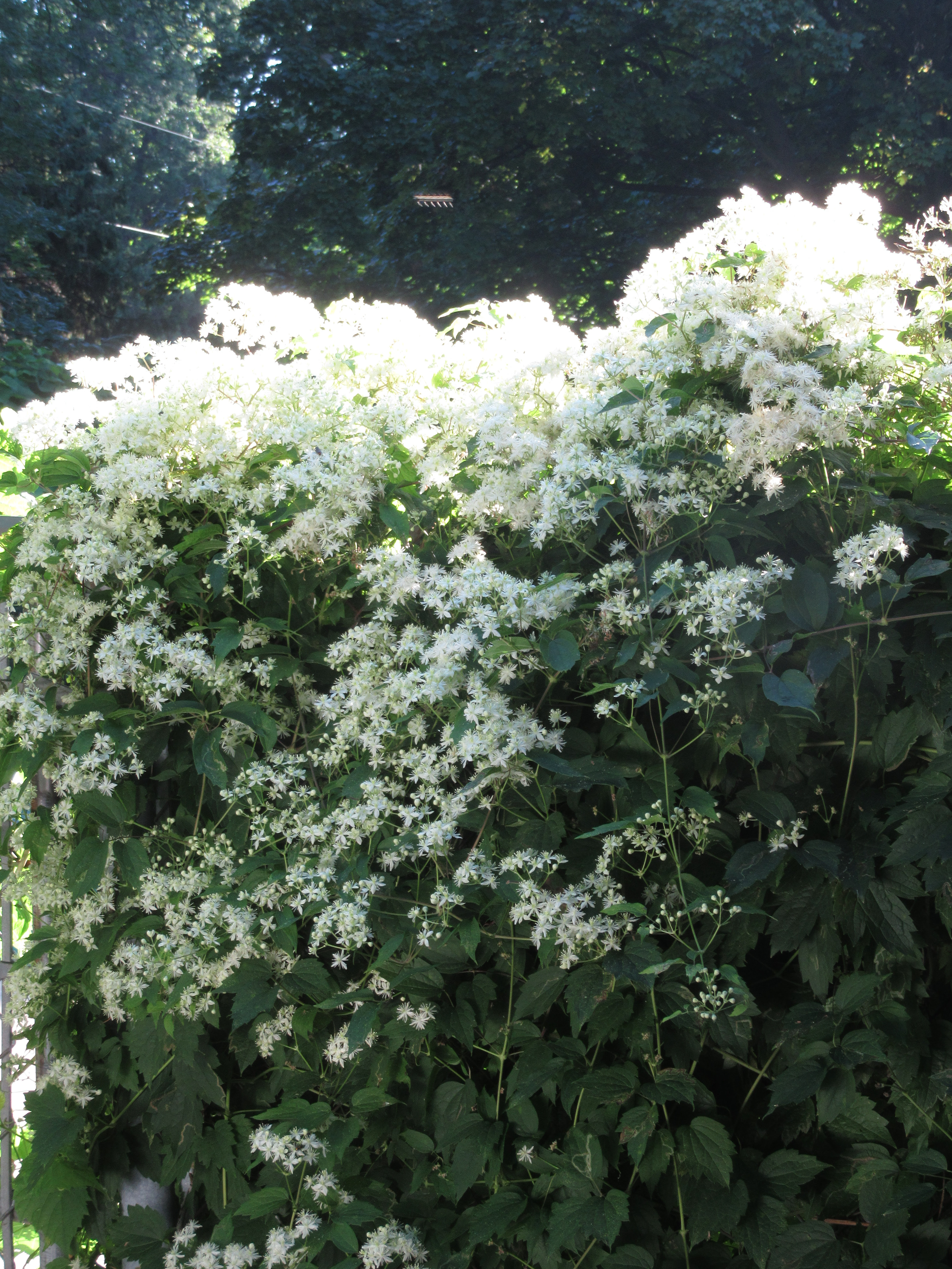 Virgin S Bower Clematis Virginiana Pollinator Magnet Accent On Natural Landscaping
