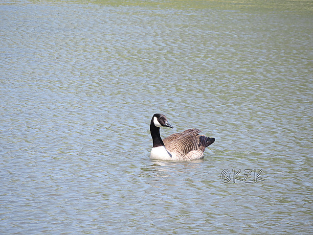 IMG_3124CanadaGoose