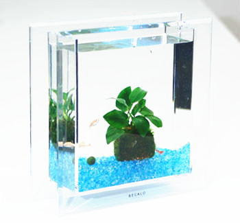 小さい水槽でプリアクアリウムを楽しもう インテリア性も抜群
