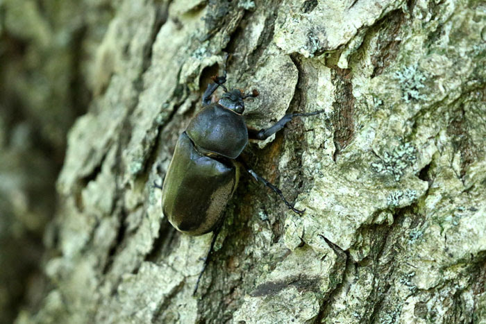 昆虫シリーズ 昆虫の王様 カブトムシ あきた森づくり活動サポートセンター