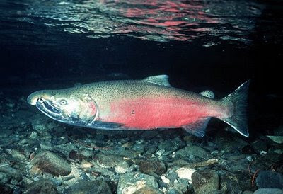 Ikan Salmon, satu dari sekian banyak jenis ikan yang banyak mengandung nilai gizi yang sangat bermanfaat bagi manusia. Jenis ikan ini dapat hidup di perairan tawar dan laut, dan merupakan salah satu komoditi hasil perikanan yang banyak dikonsumsi oleh masyarakat.