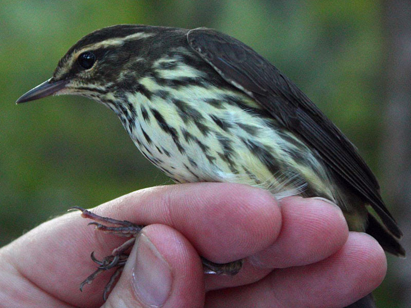 Northern Waterthrush