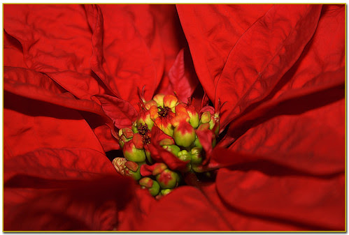 Flor de Pascua