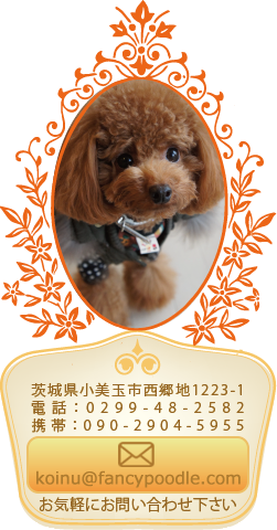 トイプードルの子犬専門ブリーダー 加納大助ブリーダー直営