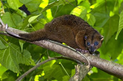 satwa endemik pulau sulawesi   kamu tahu abangnjicom