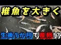 √ メダカ 稚魚 1ヶ月 死ぬ 361959-メダカ 稚魚 1ヶ月 死ぬ