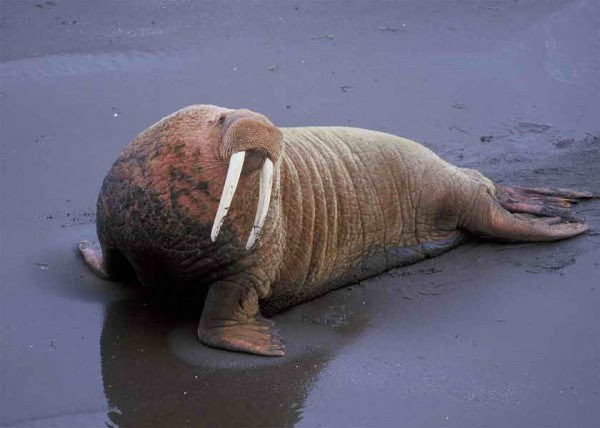 walrus