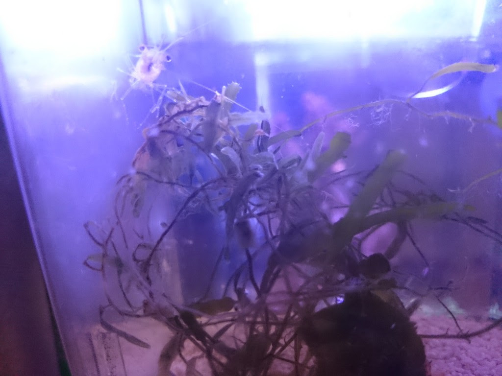 No3 Po4 X導入事例 30cmキューブハイ海水水槽編 30cm水槽の海水魚飼育