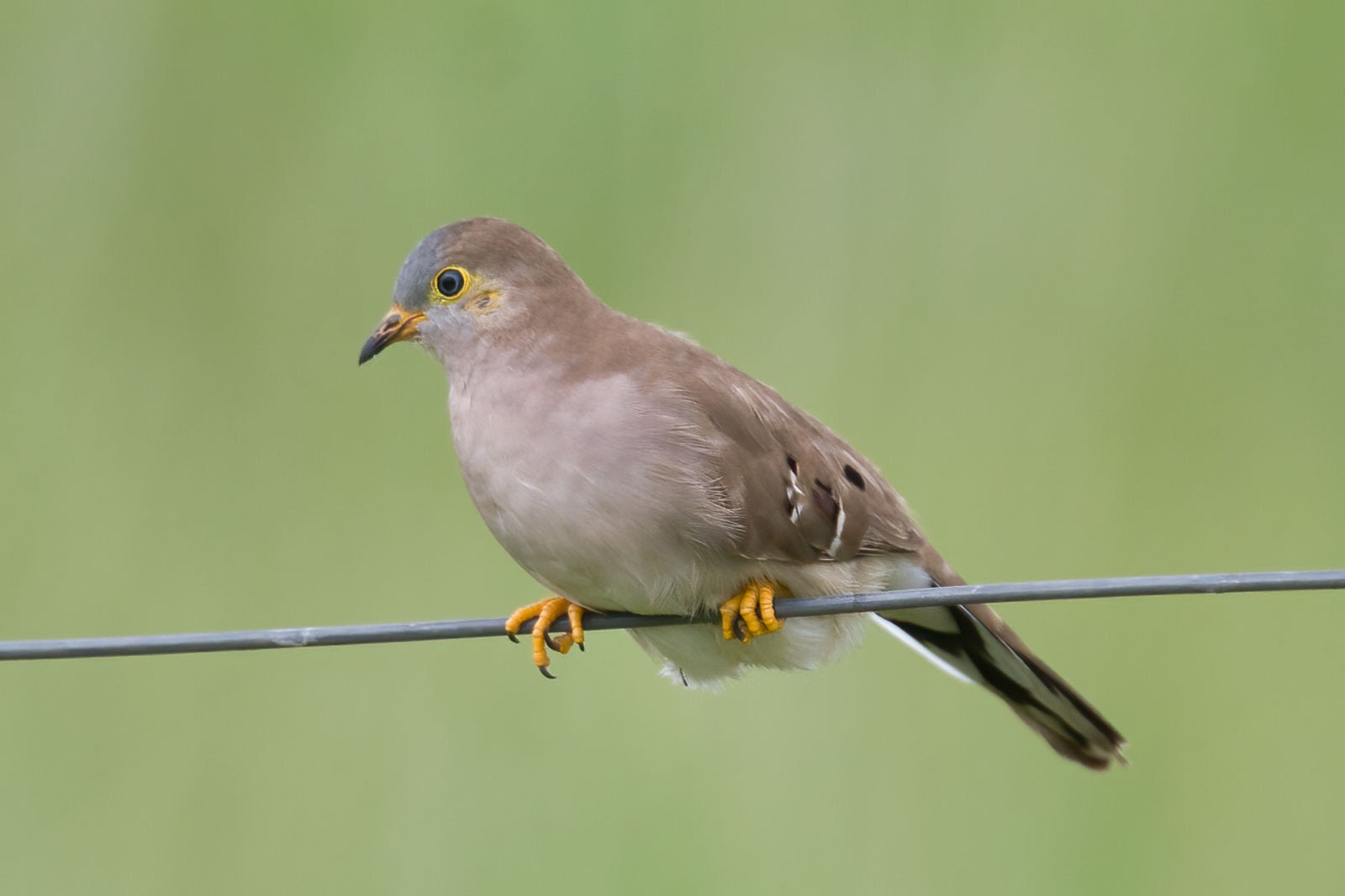Long-tailed Ground-dove, Pantanal, Mato Grosso, Brazil, December 2006 