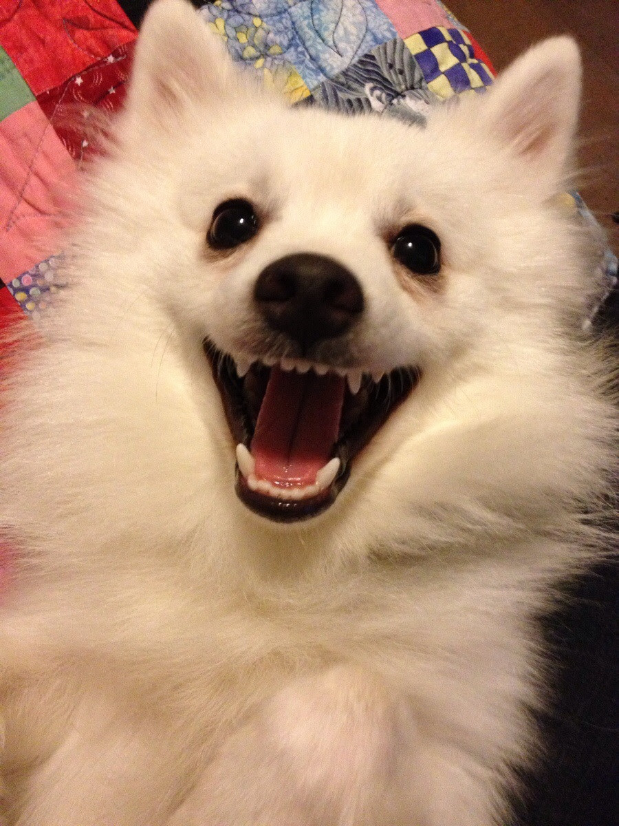 Pomeranian Vs American Eskimo Vs Japanese Spitz Dogs