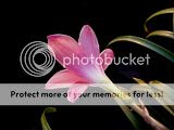 Flower.jpg