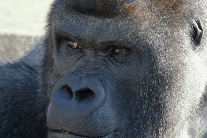 ゴリラ女子 大量生産中 話題の イケメンすぎるゴリラ のシャバーニさん 誕生日プレゼントやデートプランなどおもしろアイディアまとめディア プレタグ