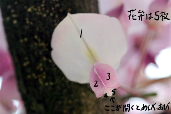 観察１ フジ マメ科 の花 １年理科 生物 Takaの授業記録13
