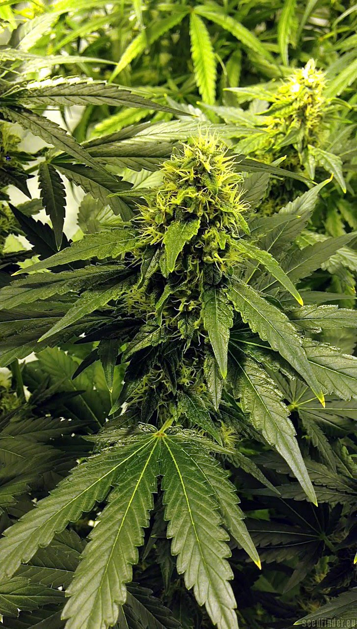 Louis Xiii Og From The Cali Connection Strains Io Cannabis Marijuana Strain Info