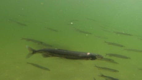 Capelin in Bellevue NL