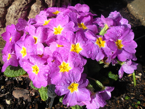 Primroses