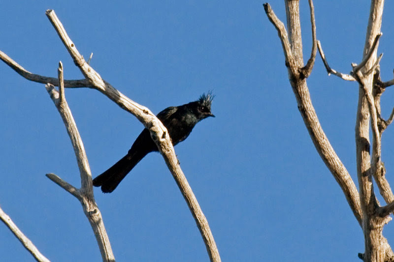 Phainopepla