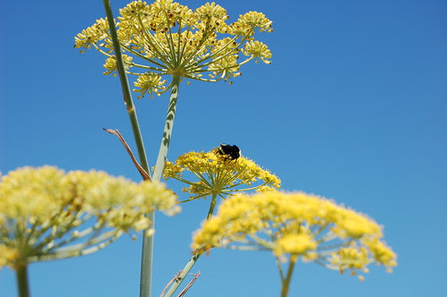 Wild fennel growing at the Albany Bulb by Eve Fox, copyright  2008
