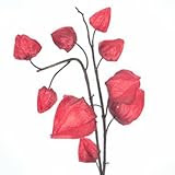 The Light Garden CHLTRD30 Red Chinese Lantern with 30 Lights