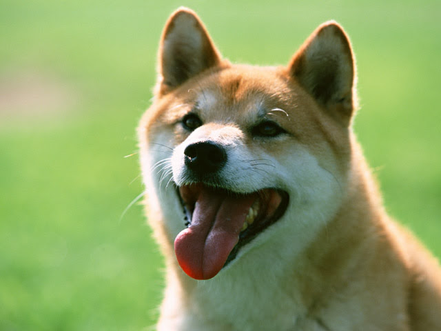 犬に咬まれたときの届け出などをどうすればよいか Office Mitsunaga 光永行政書士 海事代理士事務所