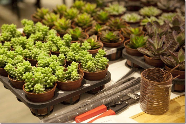用多肉植物做聖誕花圈 讓我家大門好有面子 Niceday 生活x旅遊
