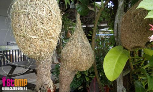 Weaver bird nests spotted at Lim Chu Kang fish farm