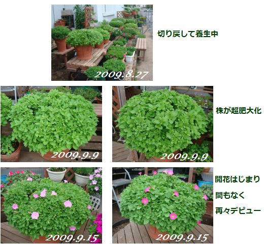 サフィニアブーケの切り戻しと再生 小さな花宇宙 そして それから 老いふたりの小宇宙 楽天ブログ