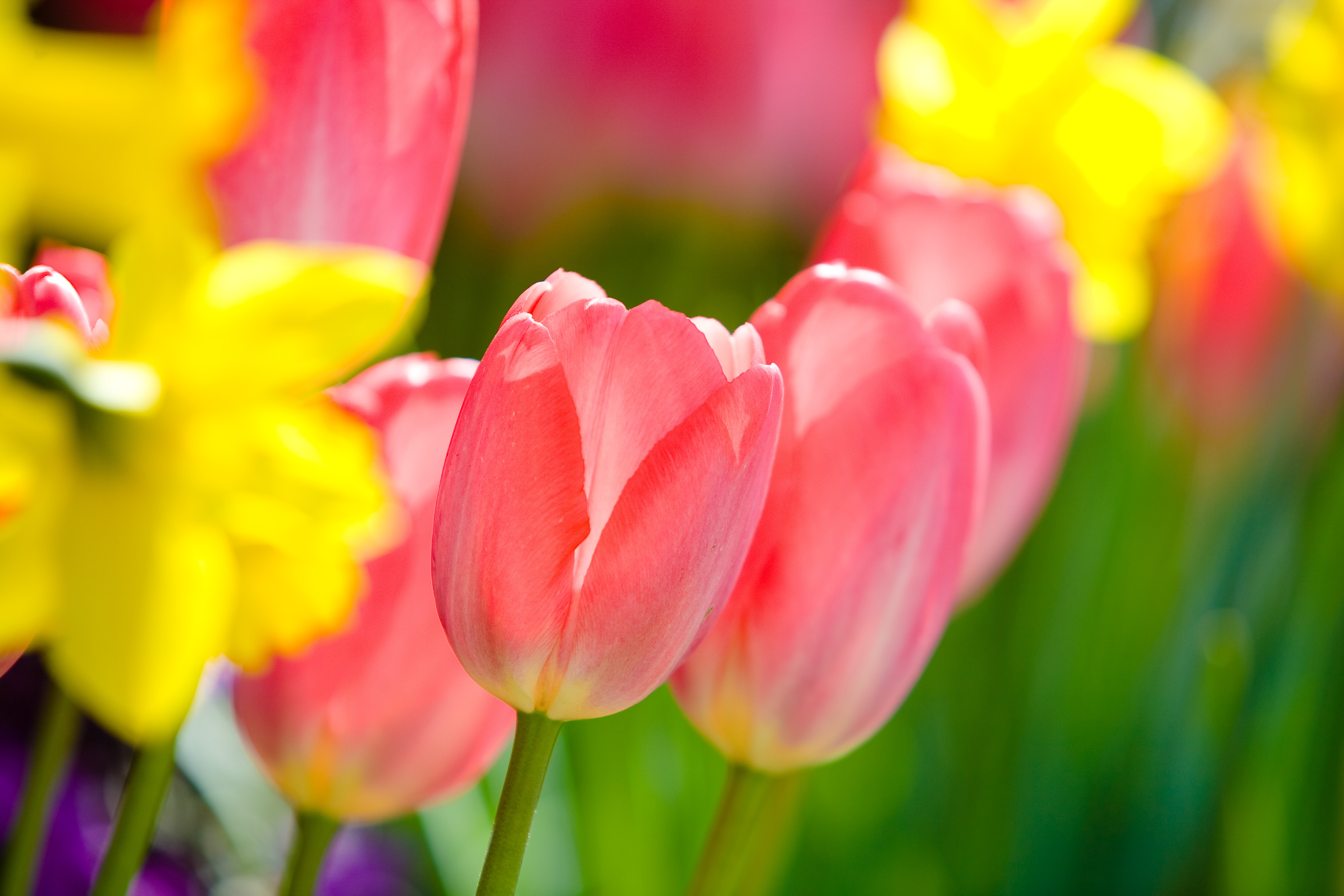 フリー画像 花 フラワー チューリップ レッド 花 フリー素材 画像素材なら 無料 フリー写真素材のフリーフォト