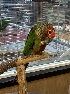 こんぱまる埼玉店 - ウロコインコ大集合！