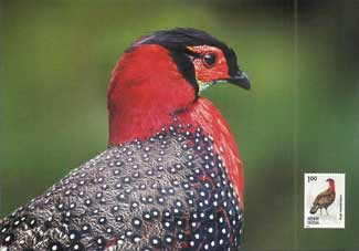 Western Tragopan, Himachal Pradesh