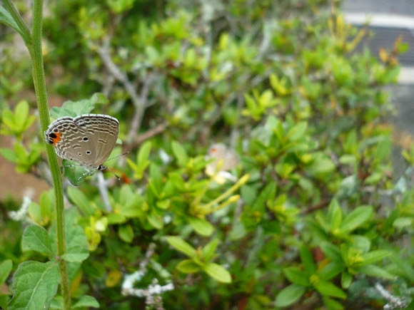 butterfly