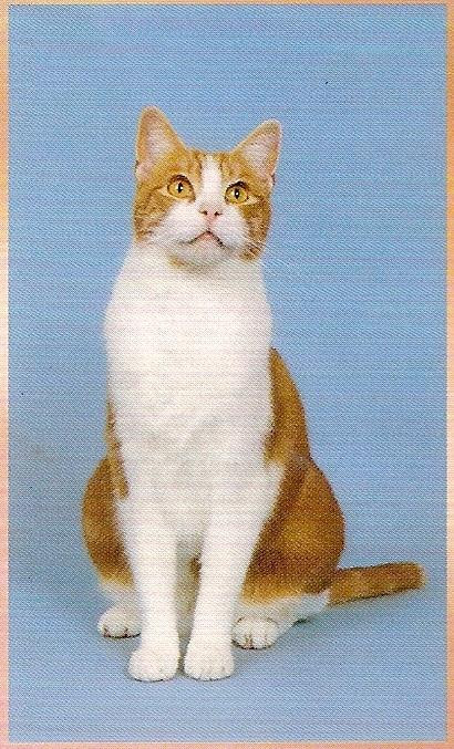 Le Chat Sans Pedigree Roux Et Blanc Bienvenue Dans Le Monde De Citycat