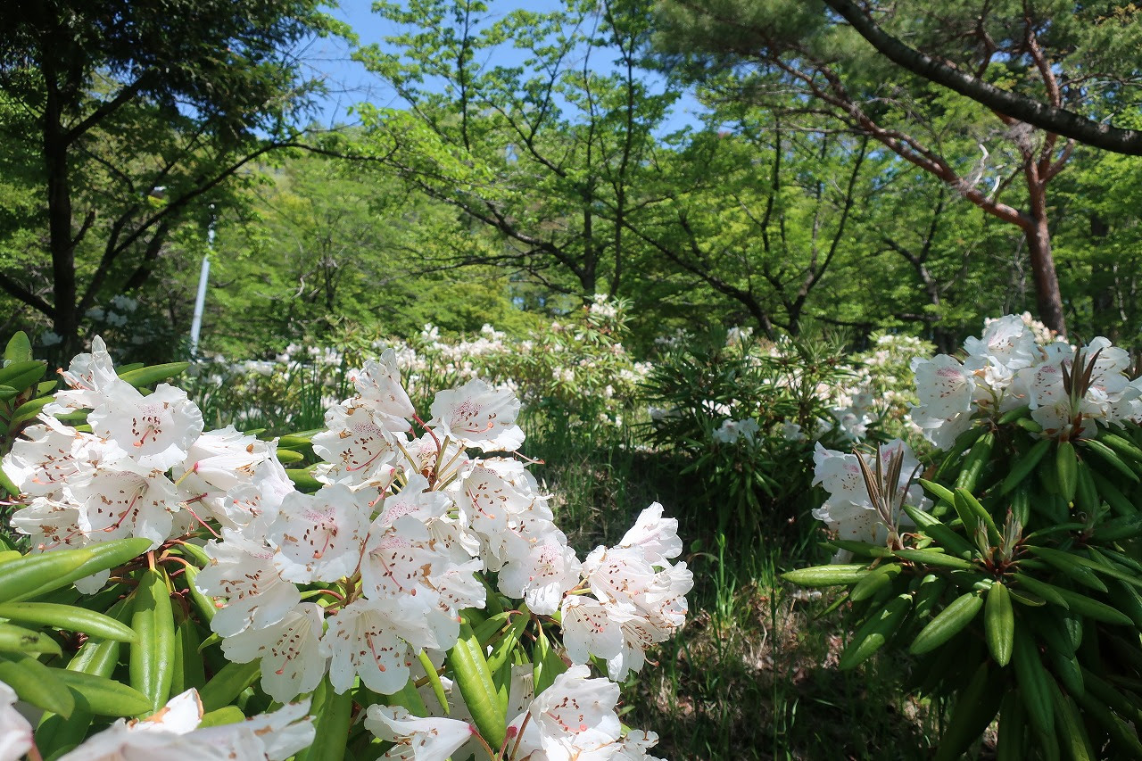 大槻公園のシャクナゲ 19年5月8日 ふくしまハナミゴロ