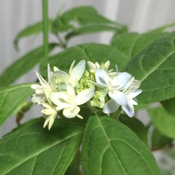 とことん紫陽花 山アジサイ アジサイのつぼみ達 そして どんどん開花
