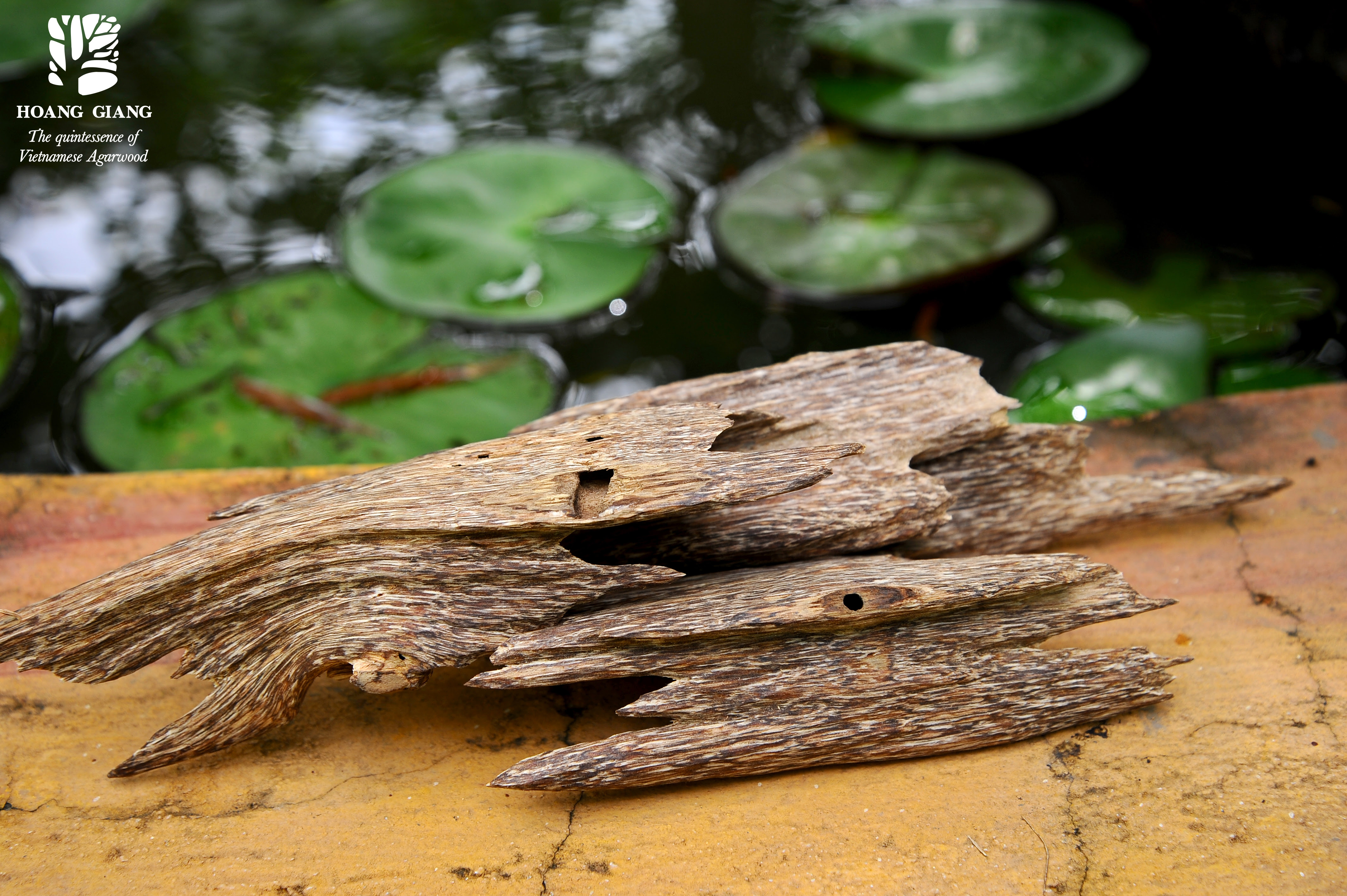 Should - Consider Elements To Select Quality Agarwood ...
