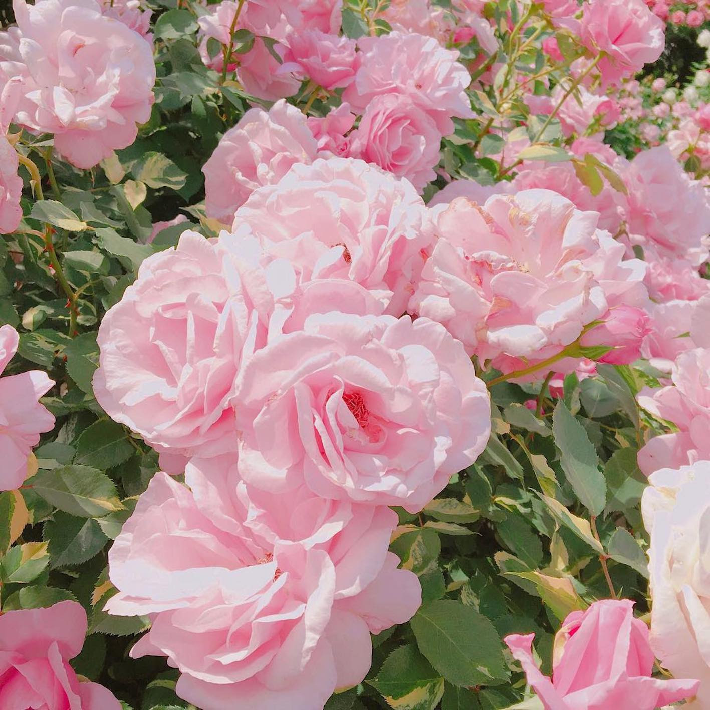 トゲが少ない薔薇の品種をご紹介します 植物navi