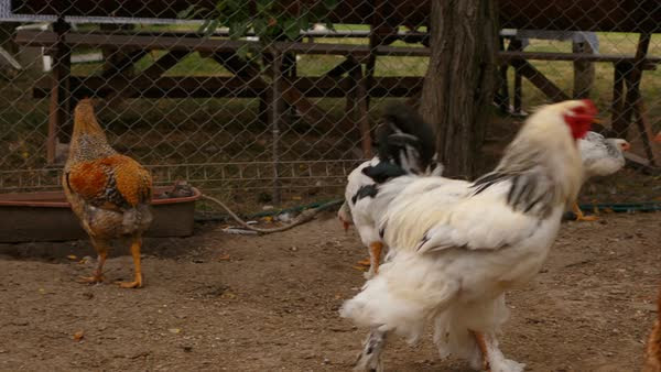 Telephoto Shot Of A Large Free Range Brahma Chicken Rooster Walking Around In An Open Air Coop With Various Breeds Of Other Chickens Stock Footage