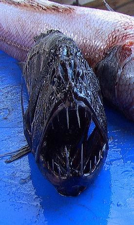  24 Mahluk Aneh Monster Laut Dalam