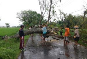 Pohon Tumbang Macetkan Jalur Poros Balen-Sugihwaras